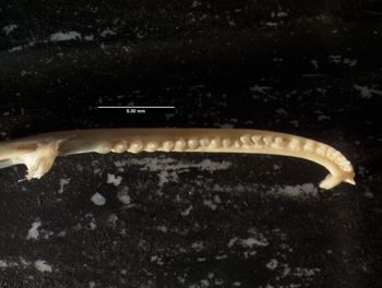 Media type: image;   Herpetology R-20611